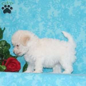 Pickle, Maltipoo Puppy